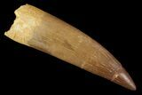 Fossil Plesiosaur (Zarafasaura) Tooth - Morocco #81566-1
